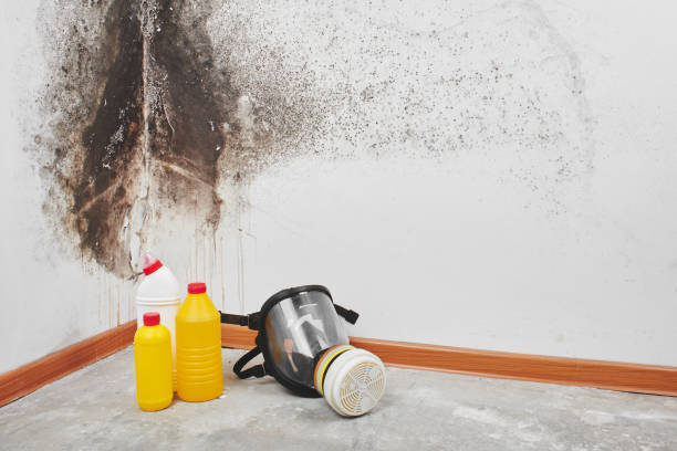 Best Emergency Mold Remediation in Shady Cove, OR