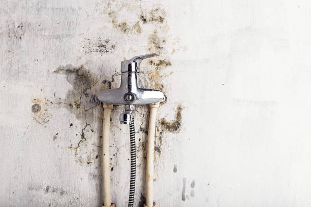 Best Black Mold Remediation in Shady Cove, OR